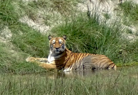 Bardia National Park 