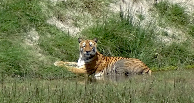 Bardia National Park