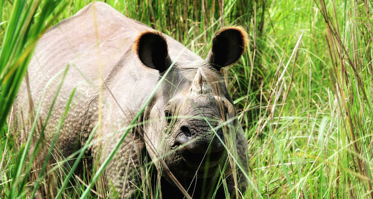 Luxury Jungle Safari in Nepal